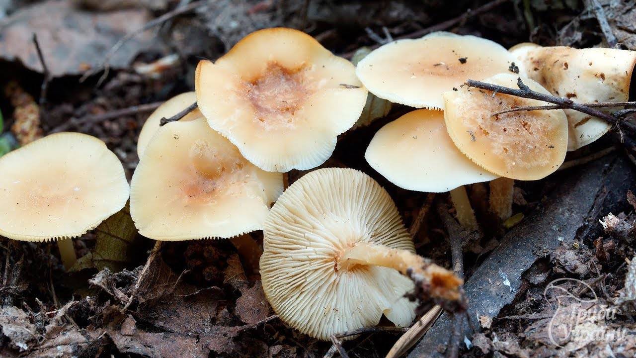 Коллибия лесолюбивая — описание, где растет, ядовитость гриба