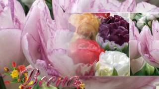 Тюльпаны пломбир — описание сорта и фото «мороженого»