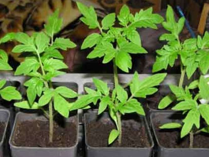 Подкормка рассады томатов и перца народными средствами: чем подкормить растения огороднику