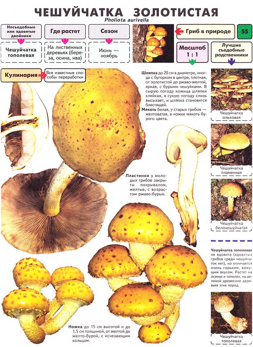 Съедобные грибы описание. Гриб чешуйчатка и опенок. Чешуйчатка золотистая гриб. Гриб чешуйчатка золотистая съедобная. Гриб чешуйчатка золотисто желтая.