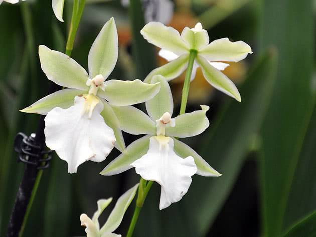 Чудесная орхидея камбрия на вашем подоконнике. разновидности и правила ухода за растением в домашних условиях