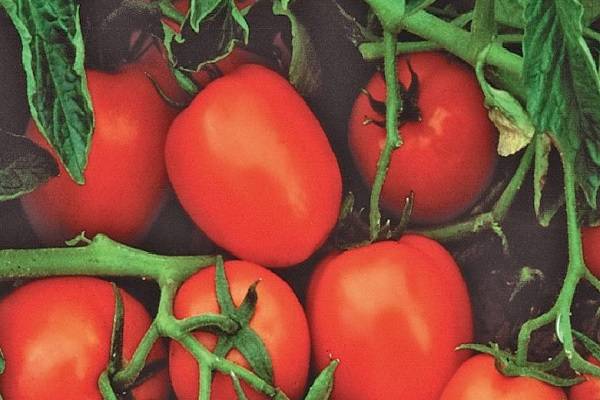 Томат "анастасия": полное описание сорта и особенности выращивания, характеристики помидоров и фото