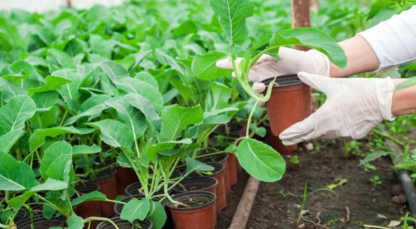 Капуста романеско: выращивание и уход в природном земледелии
капуста романеско: выращивание и уход в природном земледелии