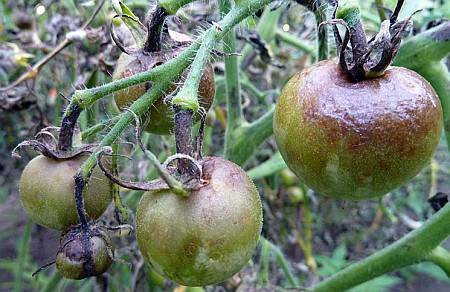 Как и чем обработать помидоры в теплице от фитофторы: эффективные препараты и народные средства