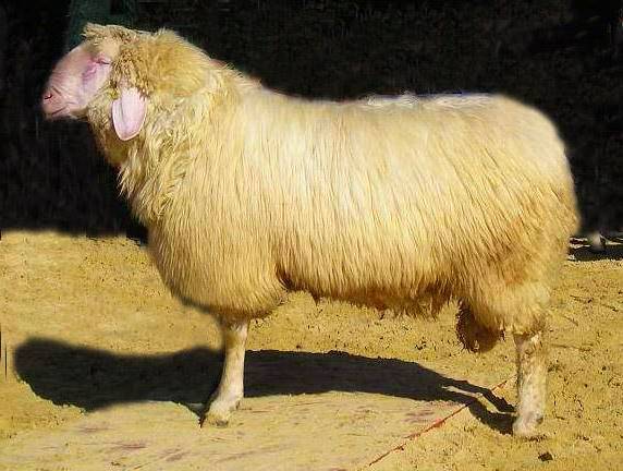 Мясные породы овец с фото и описанием для разведения в россии