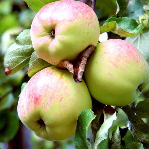 Сорт яблок антоновка десертное описание, фото, отзывы
