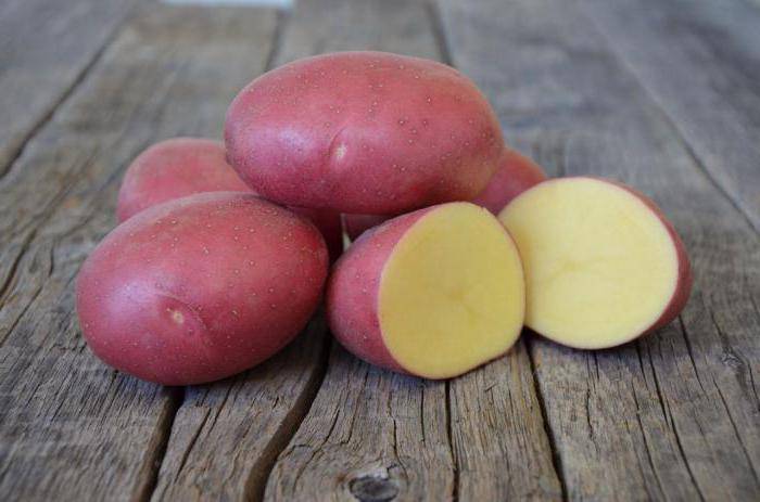 Картофель лабелла: описание сорта, выращивание и урожайность с фото
