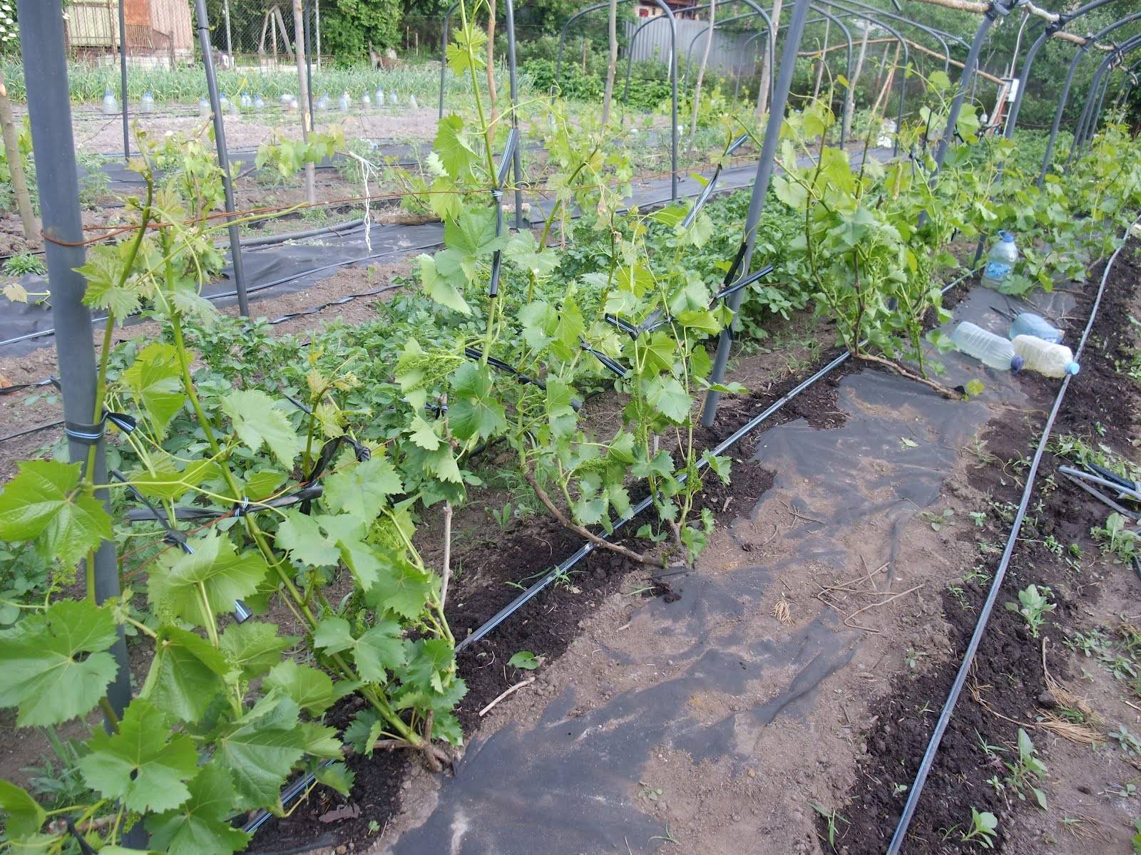 Что нужно знать, чтобы выращивать виноград в сибири