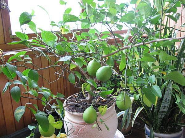 Почему лимон, выращиваемый в домашних условиях, не цветет и что делать, чтобы это исправить