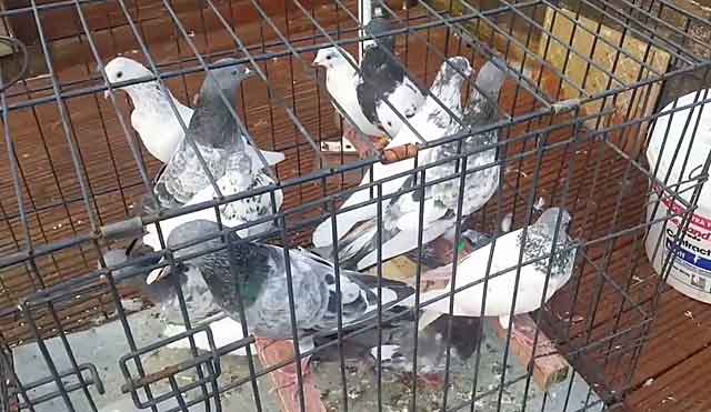 Пакистанские высоколетные голуби: описание, фото породы