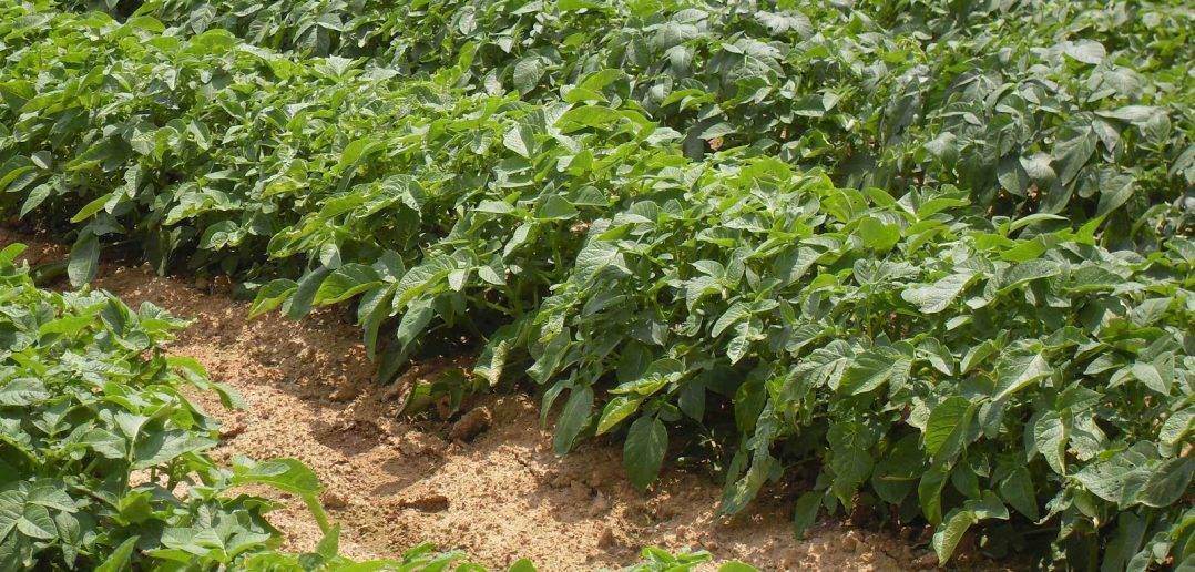 Ботва картофеля рано полегла: причины и что делать чтобы спасти урожай