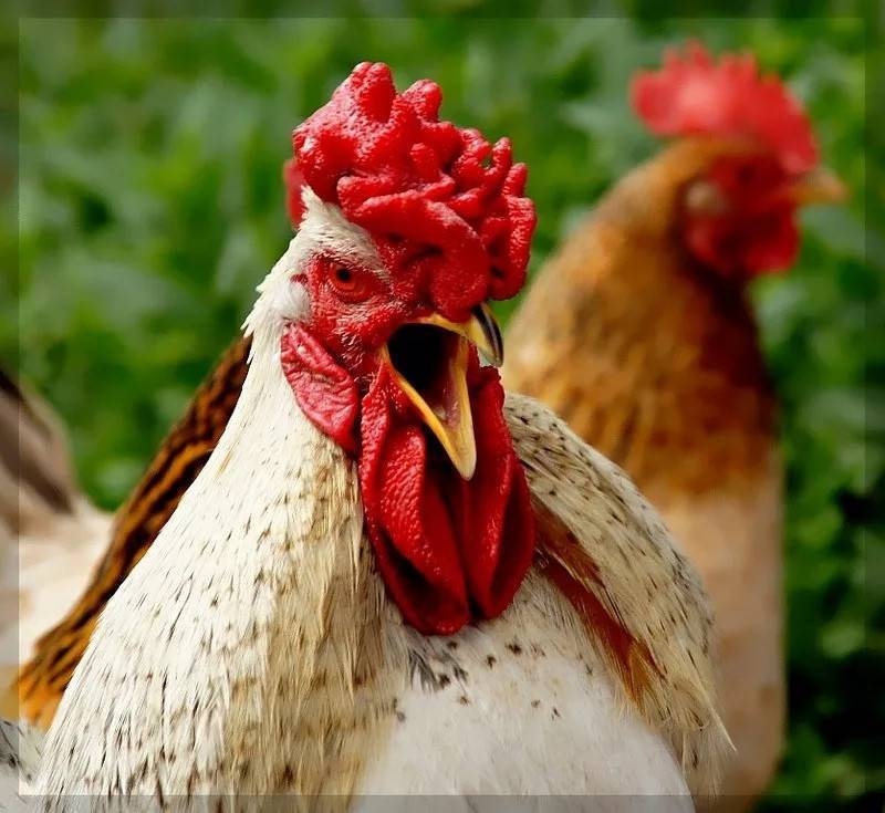Почему цыплята клюют друг друга до крови: причины и что делать | golubevod.net
