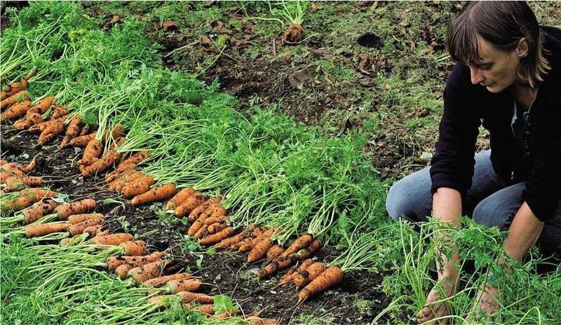 Преимущества и недостатки посадки моркови в гранулах. подробно о способе и возможных ошибках