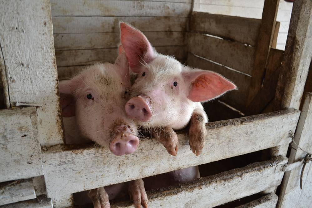 Кормление свиней сухим кормом: описание
