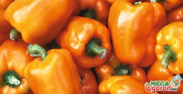 Перец «оранжевое чудо»: описание и выращивание