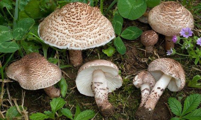 Ядовитые грибы крыма: описание, фото