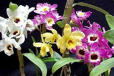 Орхидея дендробиум нобиле: уход в домашних условиях