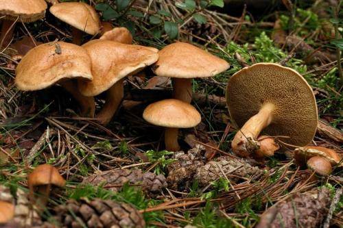 Перечный гриб, как приготовить. описание перечного гриба