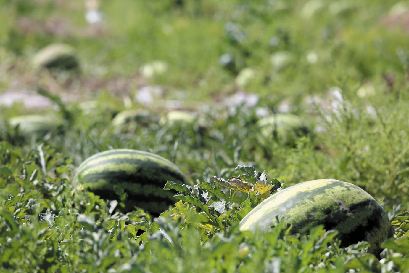 Правила выращивания арбуза сорта огонек в открытом грунте и теплице, уход