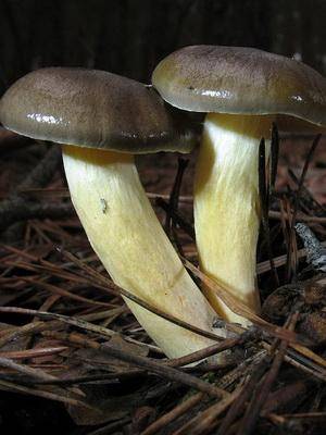 Гигрофор красивый (hygrophorus speciosus) –  грибы сибири