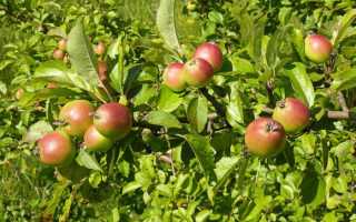 Яблоня на даче: особенности посадки и ухода
