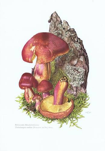 Рядовки (грибы). описание, фото и виды