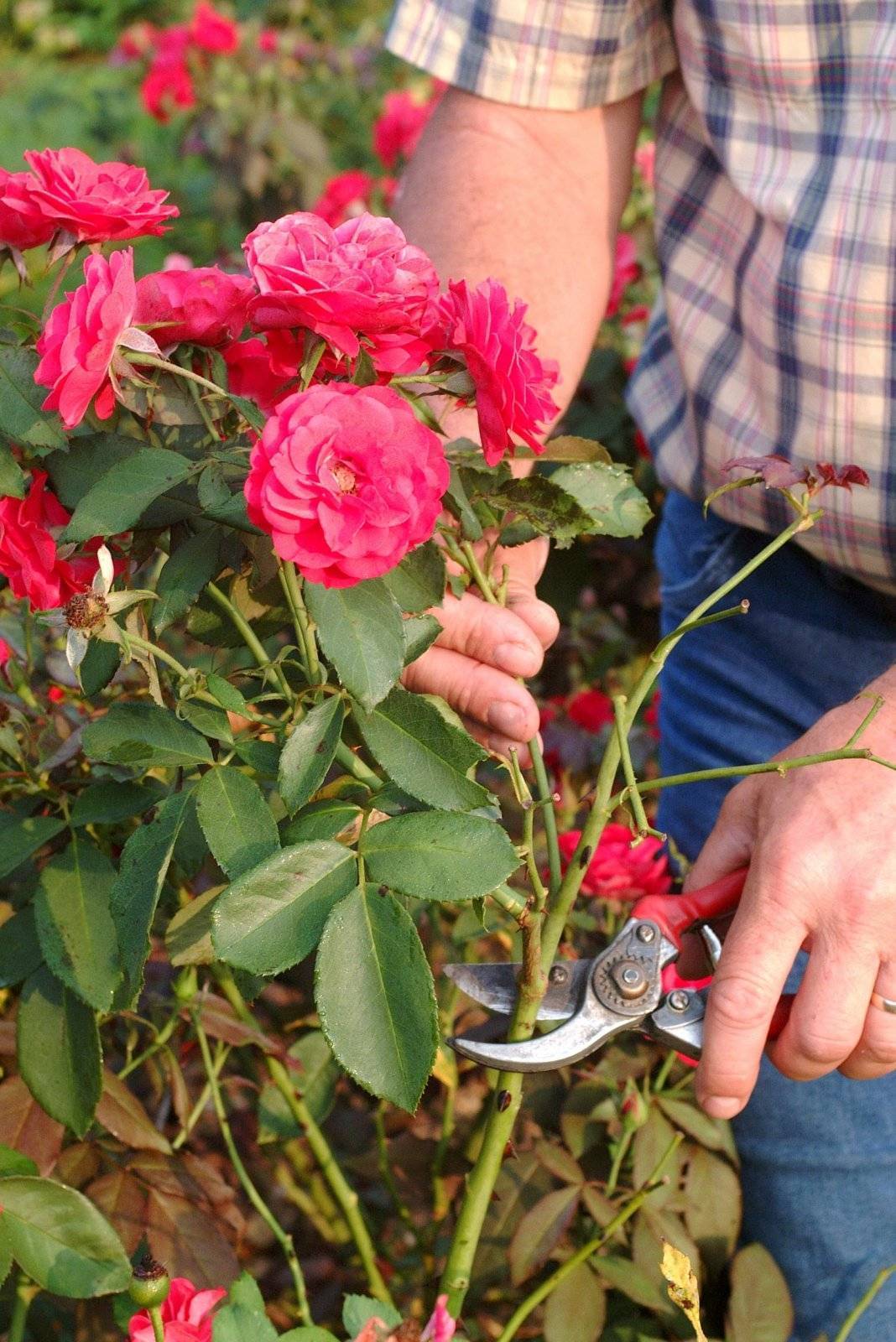 Обрезка плетистых роз — клаймеров и рамблеров