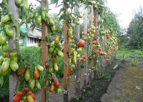 Как подвязать помидоры в открытом грунте - лучшие способы и методы