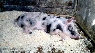 Миргородская порода свиней – внешний вид, продуктивность, разведение 2021