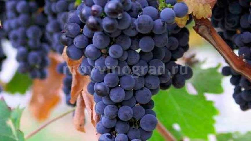 Виноград левокумский: описание сорта, посадка и уход