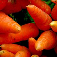 Посадка моркови на грядках под зиму — как правильно сажать