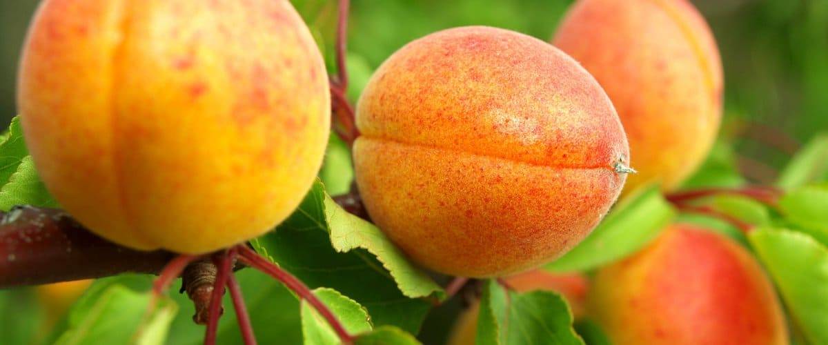Колоновидный абрикос: лучшие сорта, посадка и уход, обрезка с фото