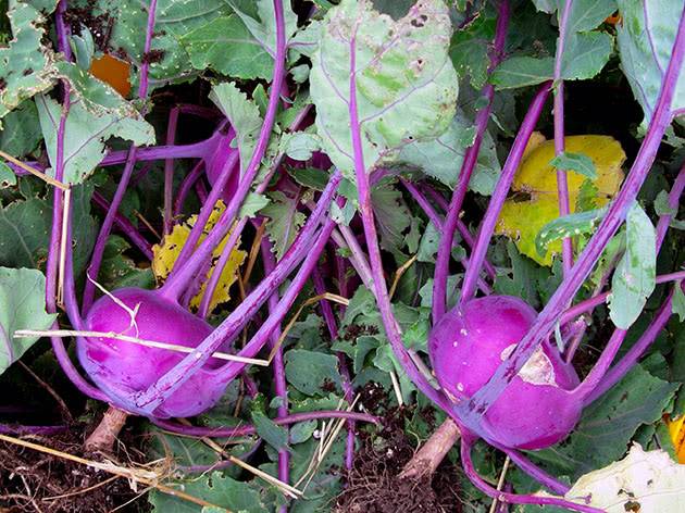 Выращивание кольраби | вырасти сад!