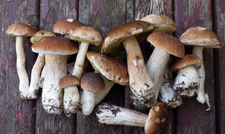 Как вырастить белые грибы в домашних условиях