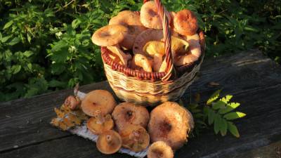Съедобные грибы подмосковья: фото и название грибов, которые сейчас можно собирать в лесу