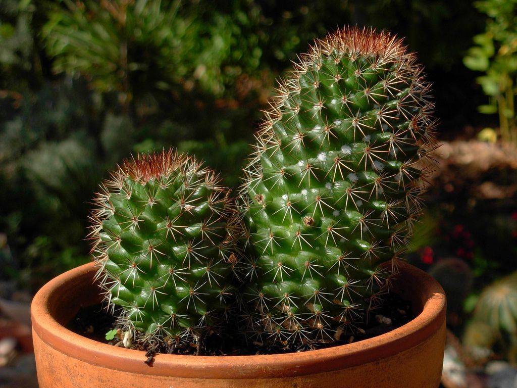 Все об уходе и размножении кактусов в домашних условиях