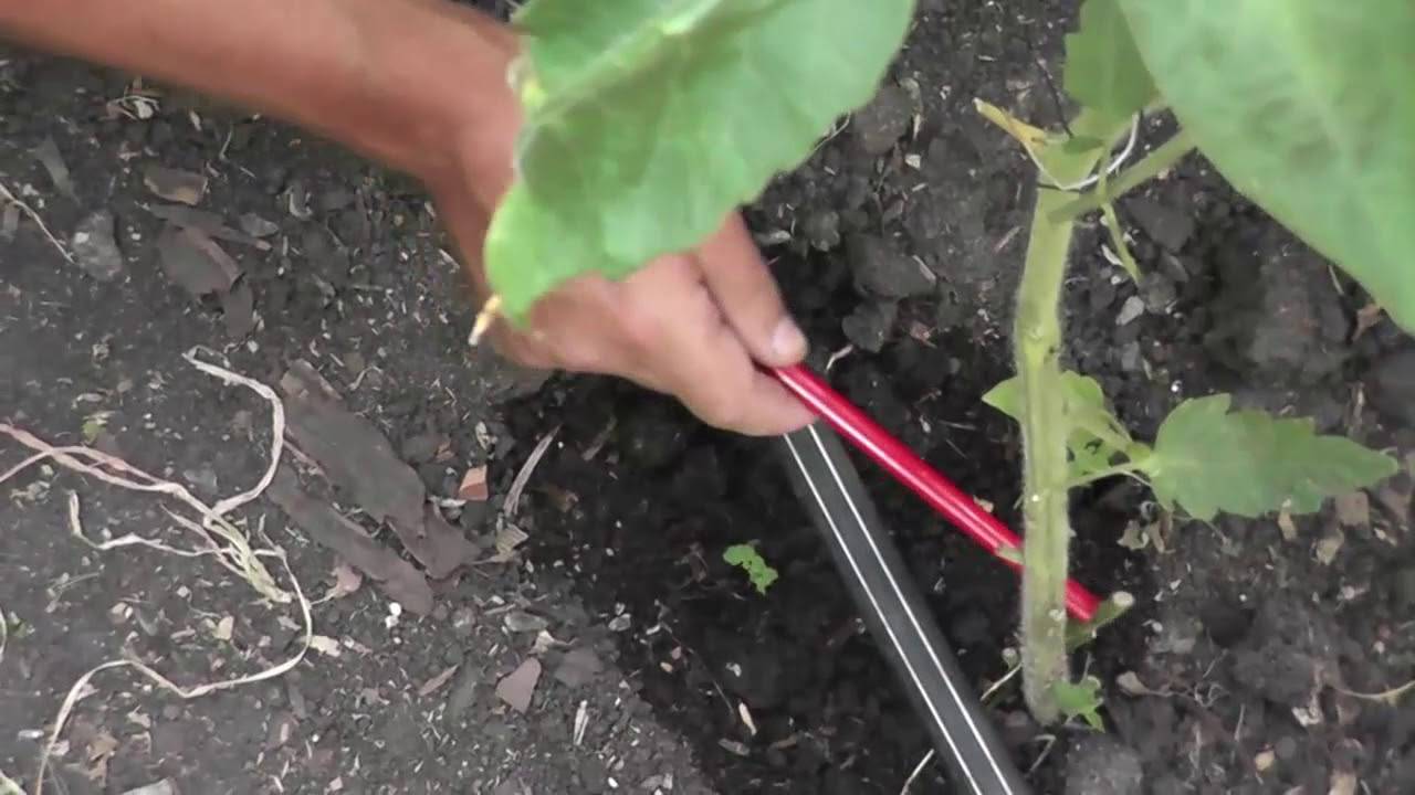 Один томат на двух корнях – эксперименты с рассадой