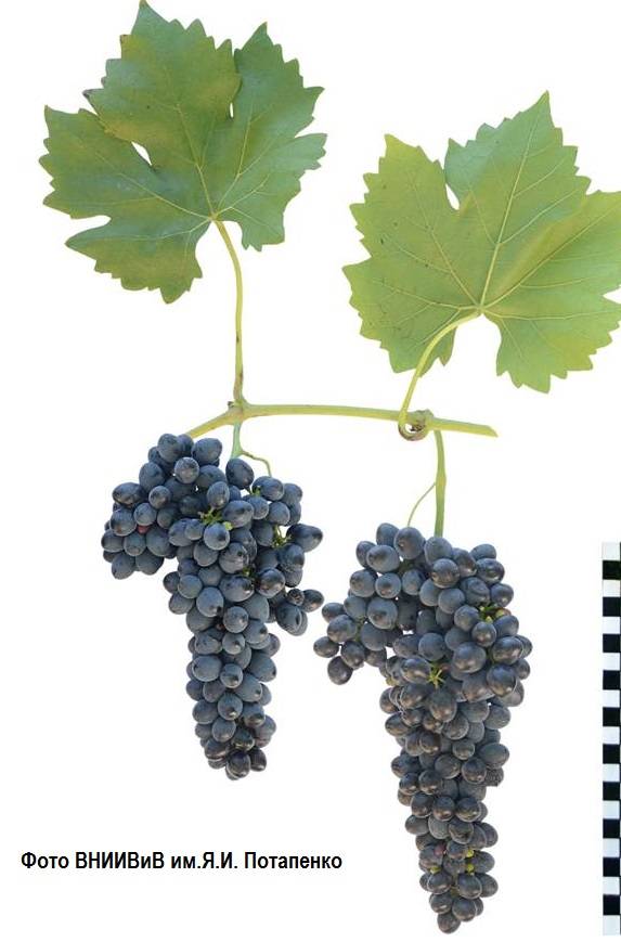 Неукрывные сорта винограда: амурские гибриды. выбираем сорта для посадки на дачу на supersadovnik.ru
