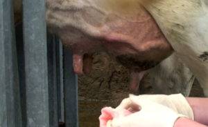Болячки на вымени у коровы: чем лечить, виды патологий