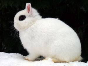 О породах декоративных кроликов: какие бывают разновидности и как узнать породу