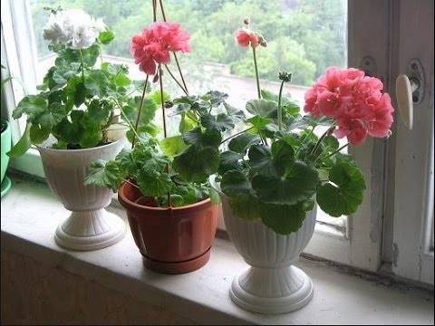 Особенности и рекомендации по уходу за геранью в домашних условиях и в саду. как добиться цветения?
