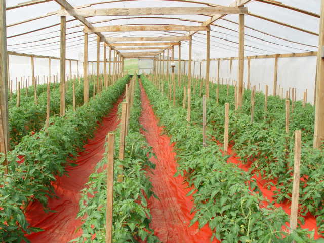 Как подвязать помидоры в теплице из поликарбоната и в открытом грунте: способы и приспособления