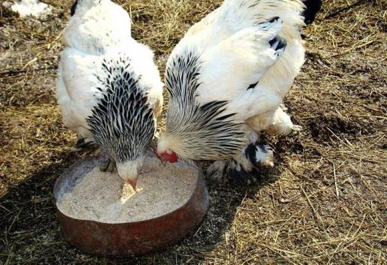 Витамины для кур: состав бмвд для несушек. какие премиксы и витаминные добавки давать цыплятам-бройлерам?