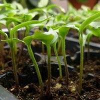 Чем и как подкормить рассаду перцев для роста