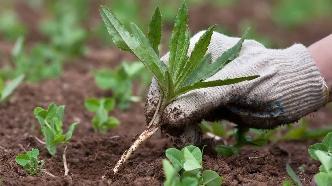 Как подкислить почву под картофелем, помидорами и гортензиями — agroxxi