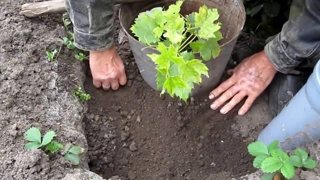 Посадка винограда саженцами: фото и видео посадки весной и осенью, подготовка к посадке винограда