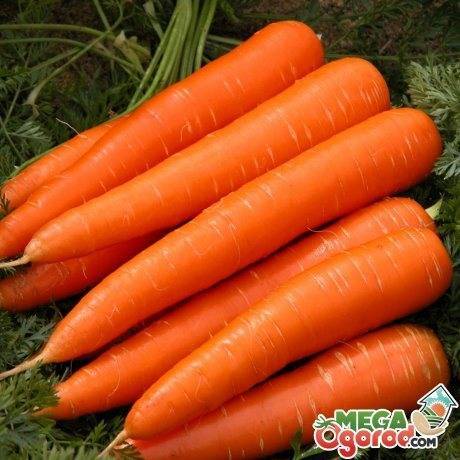 Описание, характеристика и особенности выращивания  сорта моркови самсон