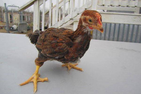Курица и петух: как отличить, как определить пол суточного цыпленка