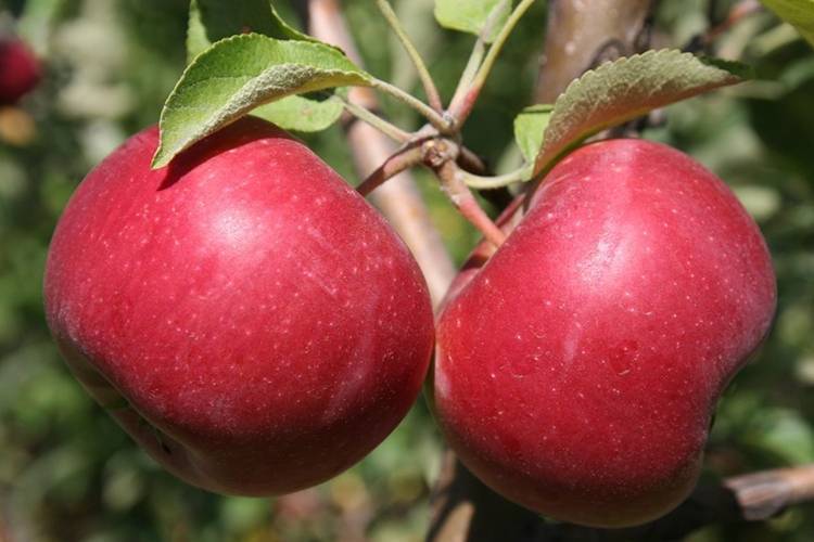 Яблоки айдаред: описание сорта, фото, отзывы, калорийность, польза