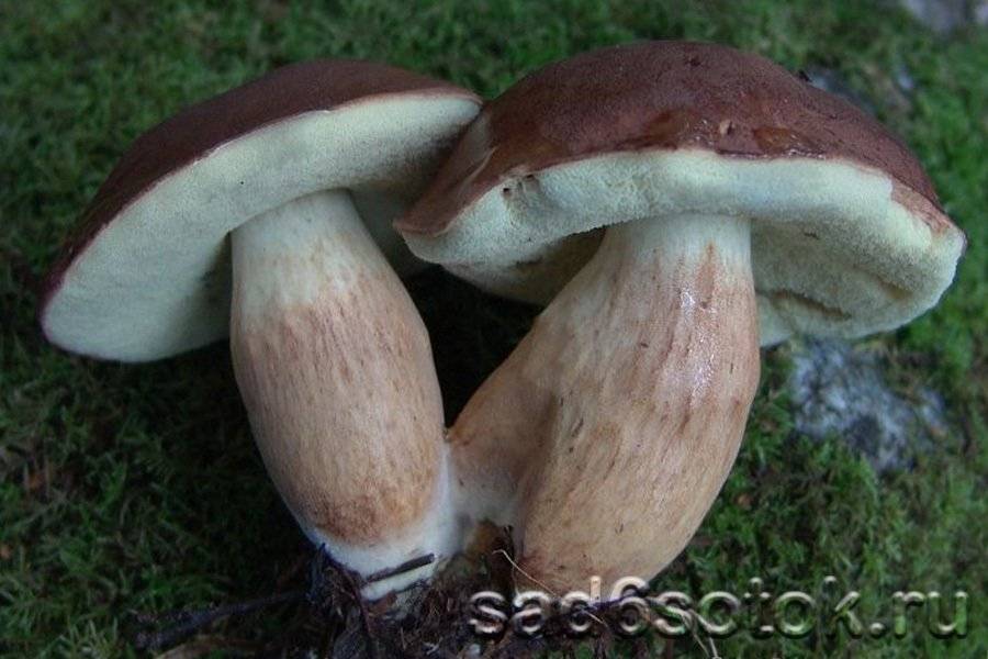 Клавикорона коробчатая или крыночковидная: фото, описание и как готовить этот съедобный гриб